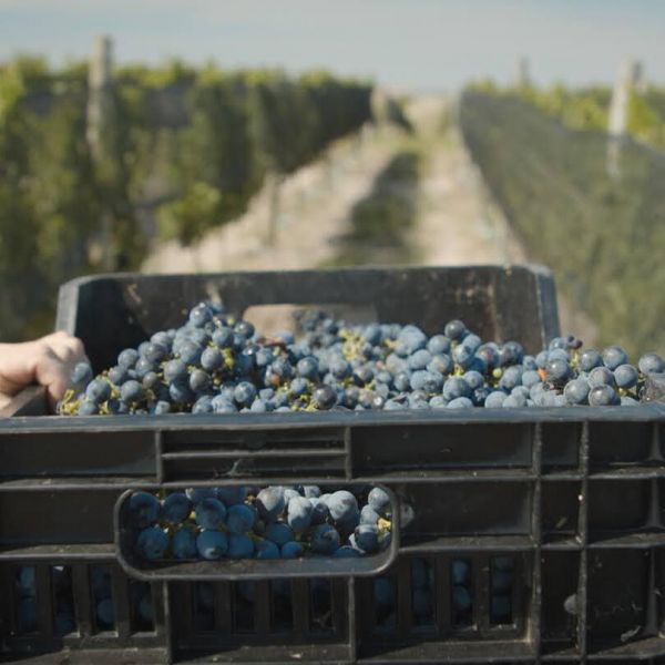 Bodega Del Gredal