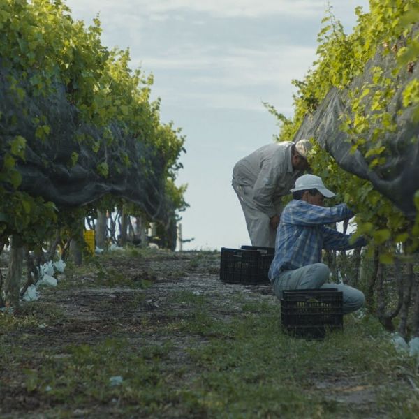 Bodega Del Gredal