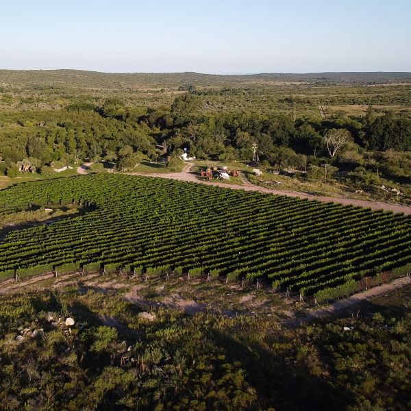 Bodega Del Gredal