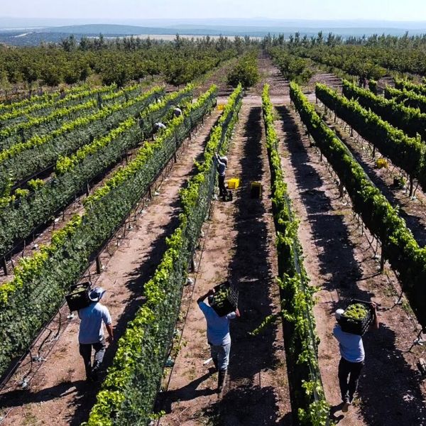 Bodega Del Gredal